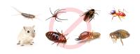 Pest Control Services Brisbane image 1